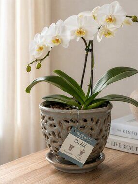 Paddock Lacey Orchid Planter Pot w/ Saucer Gray Glazed Ceramic 5.5” Decorative